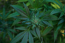 Marihuana Plants, Macro Photo
