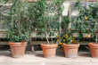 © Ali Harper/Stocksy - Potted citrus plants in terra cotta planters