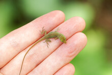 Baby Lizard In Person's Hand