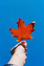 Hand Holding Bright Orange Maple Leaf Against Blue Sky In Autumn