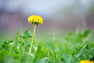 Yellow dandelion flowers blooming on summer meadow in green sunny garden