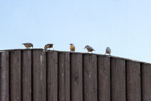 A Group Of Nuthatches Sitting On A Wooden Gate Against A Blue Sky