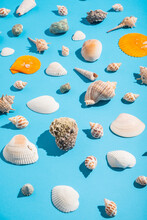 Collection Of Shells