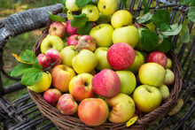 Ripe Different Varieties Of Apples In A Wicker Basket A In An Apple Orchard. Harvesting On The Farm, In The Village.