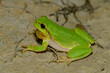 common tree frog, hyla arborea, male