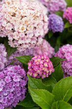 Hydrangea Close Up Is Pink Bloom In New England In Summer 