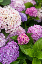 Hydrangea Close Up Cluster Is Colorful Bloom In New England In Summer 