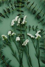 Statice Flowers And Eucalyptus Foliage On A Green Background