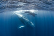 © DAISUKE KURASHIMA/Stocksy - Humpback whale mother and calf