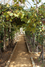 Beautiful Grapevine Arch In A Vineyard