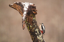 Woodpecker Perched On Snowy Tree Stump  