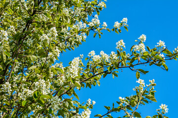 Canvas Print - Amelanchier alnifolia var. semiintegrifolia shrub in flower, selective focus .