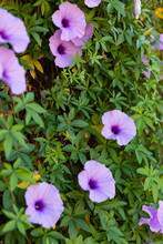 Morning Glory Purple  Flowers On Hedge 