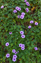 Vertical Morning Glory Flowers On Hedge 