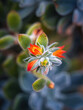 © ALAN SHAPIRO/Stocksy - echeveria in bloom