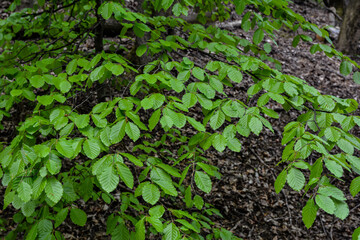 Canvas Print - spring hornbeam leaves macro