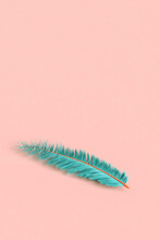 Blue Feather On A Pink Background.