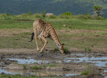 Giraffen Im Naturreservat Im Hluhluwe Nationalpark Südafrika