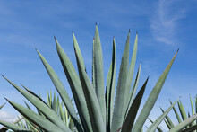 Agave To Make Mezcal With The Blue Sky At The Background 