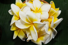 Closeup Of Yellow And White Tropical Flowers
