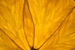 © Ron Mellott/Stocksy - closeup macro macrophotograph of orange slice details cell struc