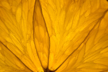 Closeup Macro Macrophotograph Of Orange Slice Details Cell Struc