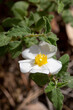 © panosud360 - Macrophotographie de fleur sauvage - Ciste à feuilles de sauge - Cistus salvifolius