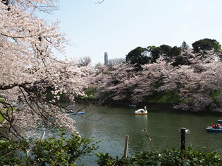 Canvas Print - the beautiful cherry blossoms of Chidorigafuchi in Tokyo, JAPAN