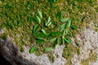 © Shava Cueva/Stocksy - Closeup to Moringa leaves on a stone metate in Oaxaca Mexico