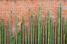 Green Cactus Lined Up In Front Of A Red Brick Wall In Oaxaca