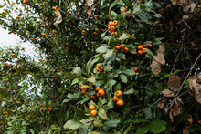 Landscape Of Tejocote  Hawthorns Fruit On A Trees