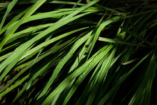 Close Up Of Lemon Tea Grass With Water Droplets On The Leaves