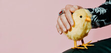 Petting A Yellow Teddy Chick, Banner Format