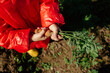 © Sergey Narevskih/Stocksy - Crop child in raincoat holding dirty carrot