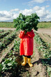 © Sergey Narevskih/Stocksy - Child hiding face with fresh kale plant in field