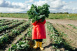 © Sergey Narevskih/Stocksy - Kid covering face with fresh kale plant in field