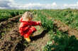 © Sergey Narevskih/Stocksy - Child in raincoat picking carrots in farm