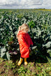 © Sergey Narevskih/Stocksy - Little kid looking at cabbage in farm field