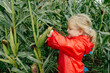 © Sergey Narevskih/Stocksy - Child picking ripe corn during harvesting process