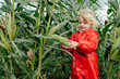 © Sergey Narevskih/Stocksy - Cute little girl collecting corn in field on rural farm