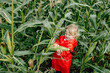 © Sergey Narevskih/Stocksy - Cute little girl trying to separate corn cob from plant
