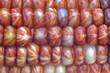 © Ron Mellott/Stocksy - ornamental corn 1 micro macro closeup patterns in rows of kernels
