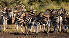 A Dazzle Of Zebras In Kruger