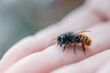 © Ina Peters/Stocksy - Wild solitary bee