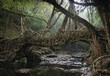 © Amos Chapple/Stocksy - A tree root bridge in India's Meghalaya region