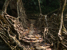 A Tree Root Bridge In India's Meghalaya Region