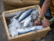 © Amos Chapple/Stocksy - An icebox of freshly-caught fish