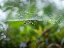 Spider In Its Web