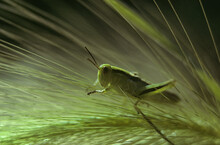Grasshopper On Grass Seedhead Spring On Prairies Saskatchewan Fi