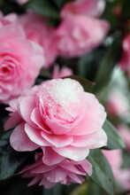 Camellia Flowers Covered With Snow